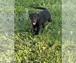 Small #7 Australian Cattle Dog-Labrador Retriever Mix