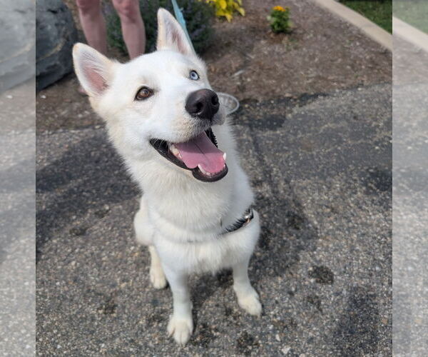 Medium Photo #1 Huskies -Unknown Mix Puppy For Sale in Fargo, ND, USA