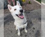 Small Huskies  Mix