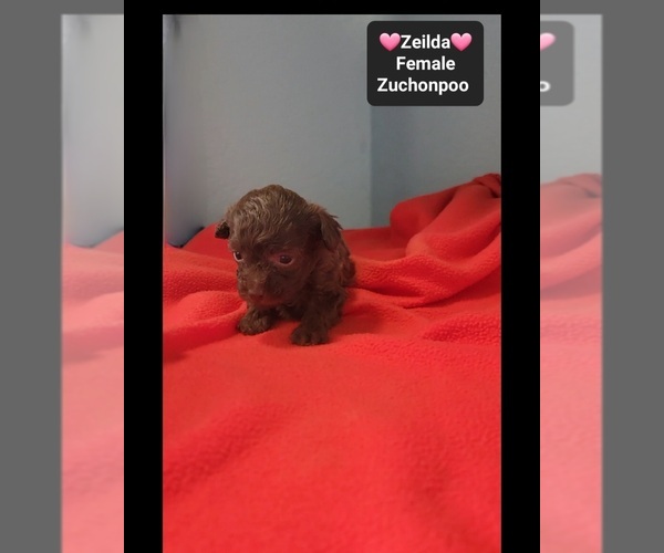 Medium Photo #3 Poodle (Toy)-Zuchon Mix Puppy For Sale in TUCSON, AZ, USA