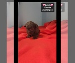 Zeilda - Female Poodle (Toy)-Zuchon Mix Puppy for Sale - Photo #3