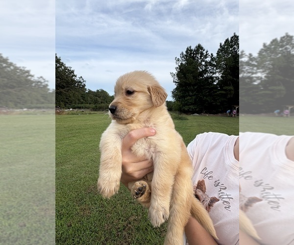 Medium Photo #2 Golden Retriever Puppy For Sale in ERNUL, NC, USA