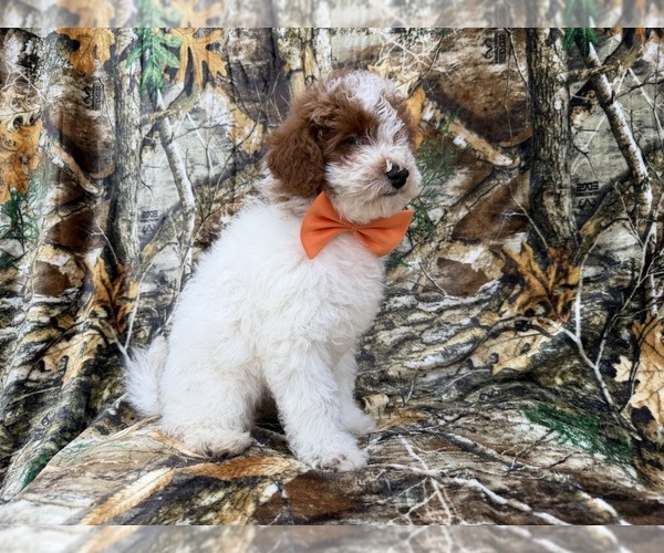 Medium Photo #6 Poodle (Miniature) Puppy For Sale in LAKELAND, FL, USA