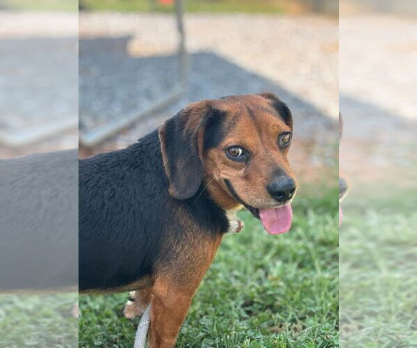 Medium Photo #3 Beagle-Unknown Mix Puppy For Sale in Bedford, VA, USA