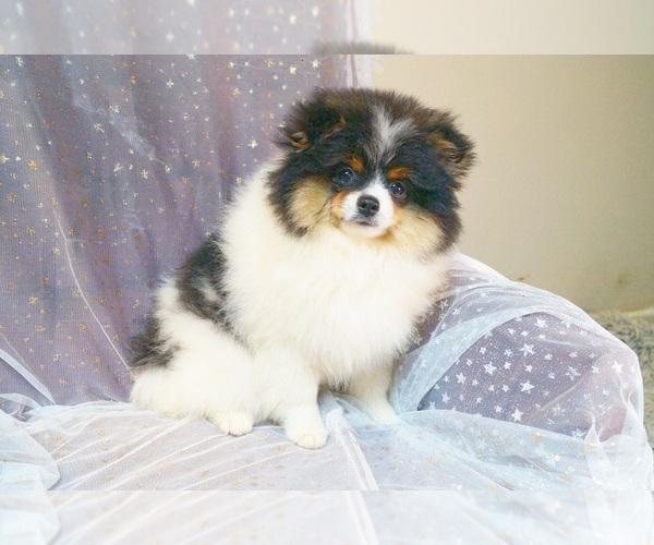 Medium Photo #1 Pomeranian Puppy For Sale in DAWSONVILLE, GA, USA