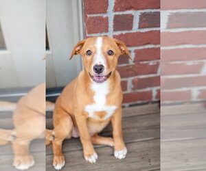 Labrador Retriever-Unknown Mix Dogs for adoption in Germantown, OH, USA