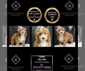 Poodle (Toy) Puppy for sale in WARSAW, IN, USA