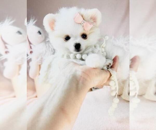 Medium Photo #28 Pomeranian Puppy For Sale in HOUSTON, TX, USA