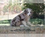 Puppy Baby Blues Australian Shepherd