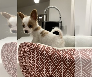 Maltipoo Puppy for Sale in RIVERSIDE, California USA