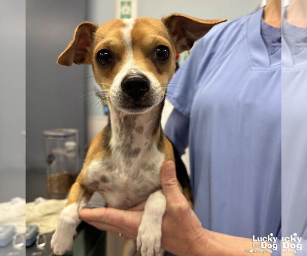 Medium Photo #1 Chihuahua-Unknown Mix Puppy For Sale in Washington, DC, USA