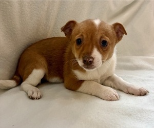 Chihuahua Puppy for sale in FAIR HAVEN, MI, USA