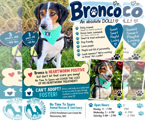 Bronco - Male Collie-Unknown Mix Dog for Adoption