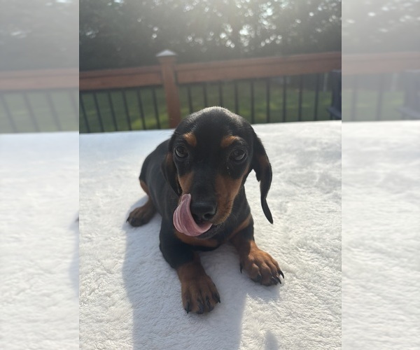 Medium Photo #1 Dachshund Puppy For Sale in GREENFIELD, IN, USA
