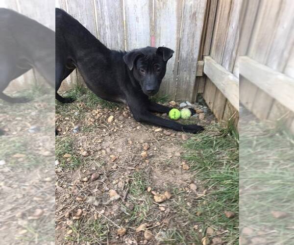 Medium Photo #9 Labrador Retriever-Unknown Mix Puppy For Sale in Jackson, MS, USA