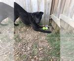 Small #8 Labrador Retriever Mix