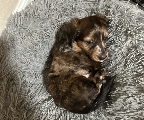 Medium Photo #12 Dachshund Puppy For Sale in HOUSTON, TX, USA