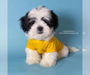 Shih Tzu Puppy for sale in BREA, CA, USA