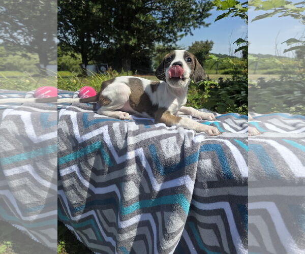 Medium Photo #3 Labrador Retriever-Unknown Mix Puppy For Sale in SHERBURNE, NY, USA
