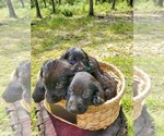 Small Photo #5 Labrador Retriever Puppy For Sale in LEBANON, MO, USA