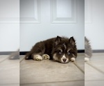 Image preview for Ad Listing. Nickname: Litter of 3