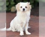 VICTOR - Male Shiranian Dog for Adoption - Small photo