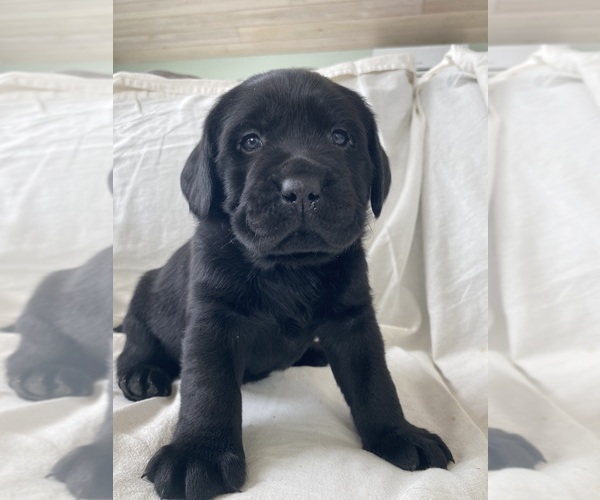 Medium Photo #2 Labrador Retriever Puppy For Sale in NEW HOLLAND, PA, USA
