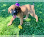 Small #11 American Mastiff-Saint Bernard Mix