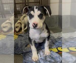 Siberian Husky-Unknown Mix Dogs for adoption in San Antonio, TX, USA