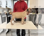 Small Photo #1 Cane Corso Puppy For Sale in PORTLAND, OR, USA