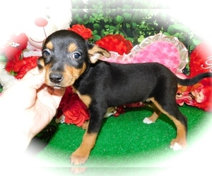 Minnie Jack Puppy for sale in HAMMOND, IN, USA