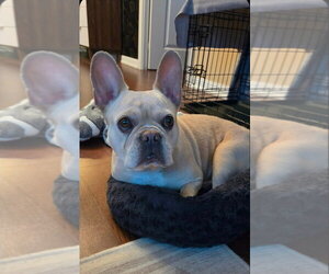 French Bulldog Dogs for adoption in Brights Grove, Ontario, Canada