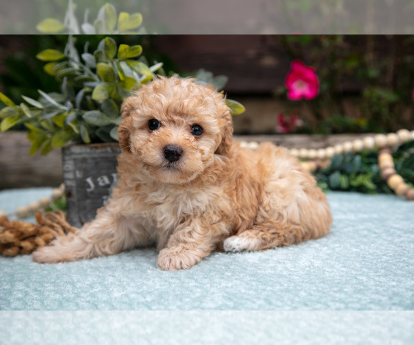 Medium Photo #1 Poodle (Toy) Puppy For Sale in CLARE, MI, USA