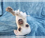Small #10 Chihuahua Mix