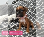 Small Photo #1 Boxer Puppy For Sale in LAKE ZURICH, IL, USA