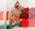 Small Photo #31 French Bulldog Puppy For Sale in MANHATTAN, NY, USA