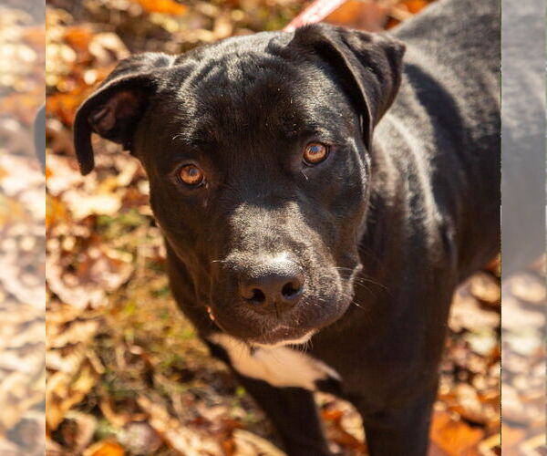 Medium Photo #4 Labrador Retriever-Unknown Mix Puppy For Sale in Canton, CT, USA