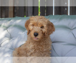Puppy Hank Goldendoodle