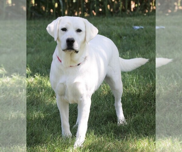 Medium Photo #1 Labrador Retriever Puppy For Sale in SYRACUSE, IN, USA