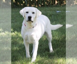 Mother of the Labrador Retriever puppies born on 07/04/2026