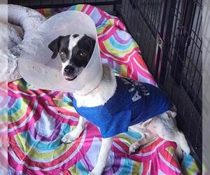 Chihuahua Dogs for adoption in Bakersfield, CA, USA