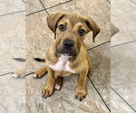 Small #4 American Staffordshire Terrier Mix