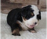 Small #1 Bernedoodle (Miniature)