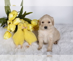 Puppy yellow collar Bluetick Coonhound