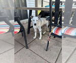 Small Photo #1  Puppy For Sale in , 