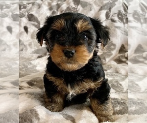 Yorkshire Terrier Puppy for sale in HOBART, WI, USA