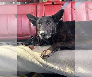 Mutt Dogs for adoption in Calgary, Alberta, Canada
