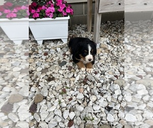 Bernese Mountain Dog Puppy for sale in SHIPSHEWANA, IN, USA