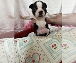 Small #3 Boston Terrier