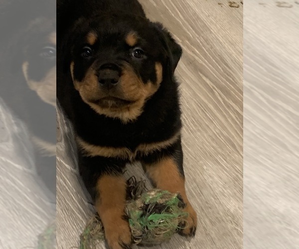 Medium Photo #1 Rottweiler Puppy For Sale in CANONSBURG, PA, USA
